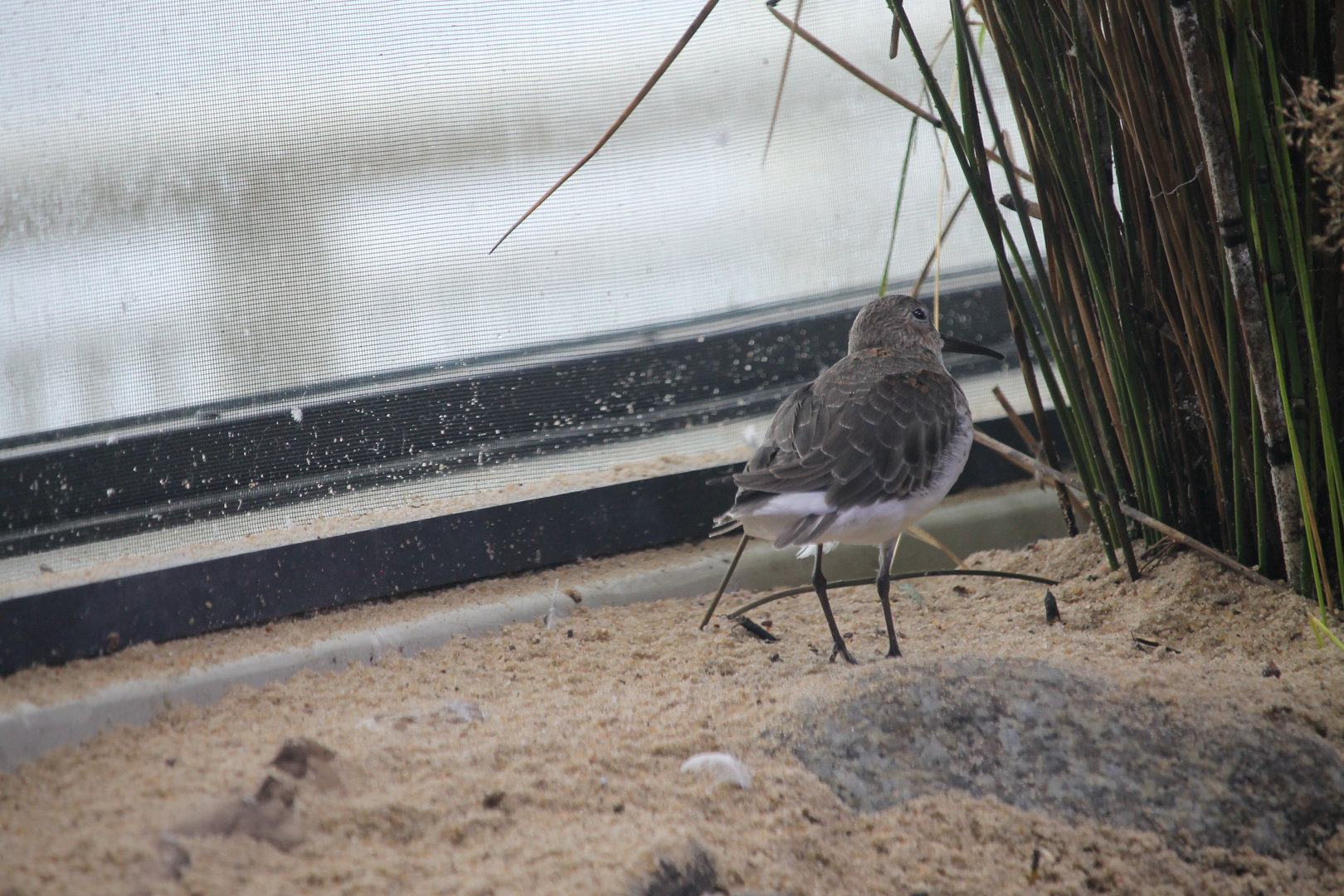 Shorebird ID (Dunlin?)