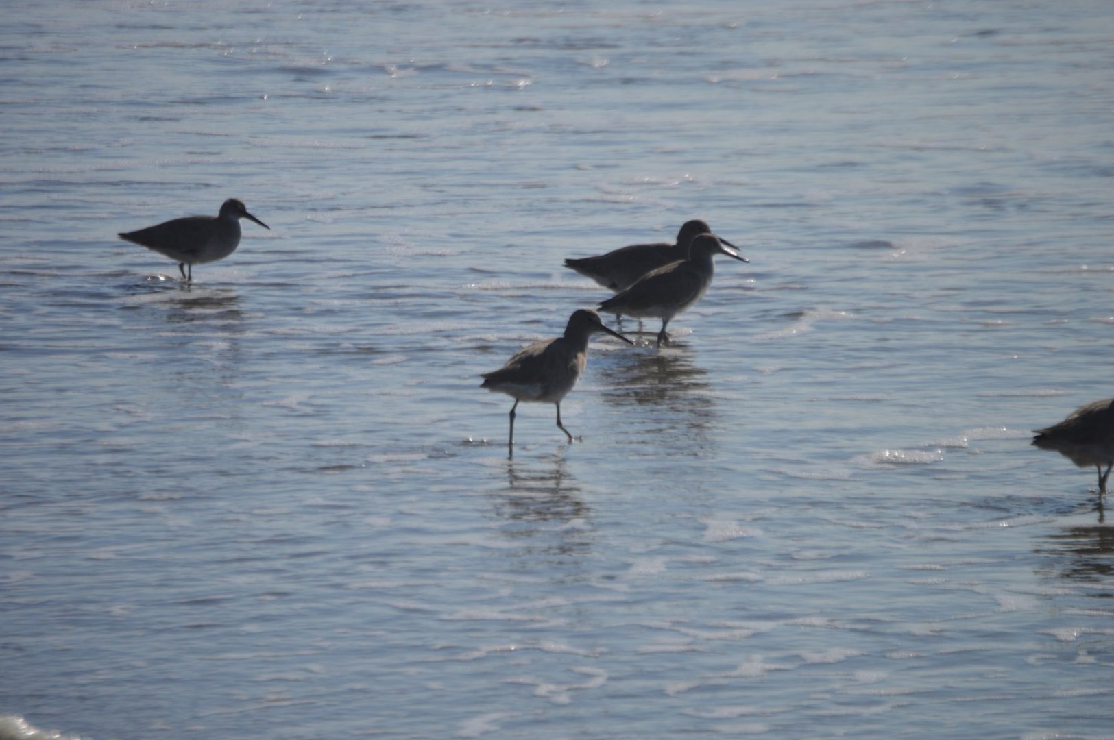 Shorebird ID (Monterey, 2019)