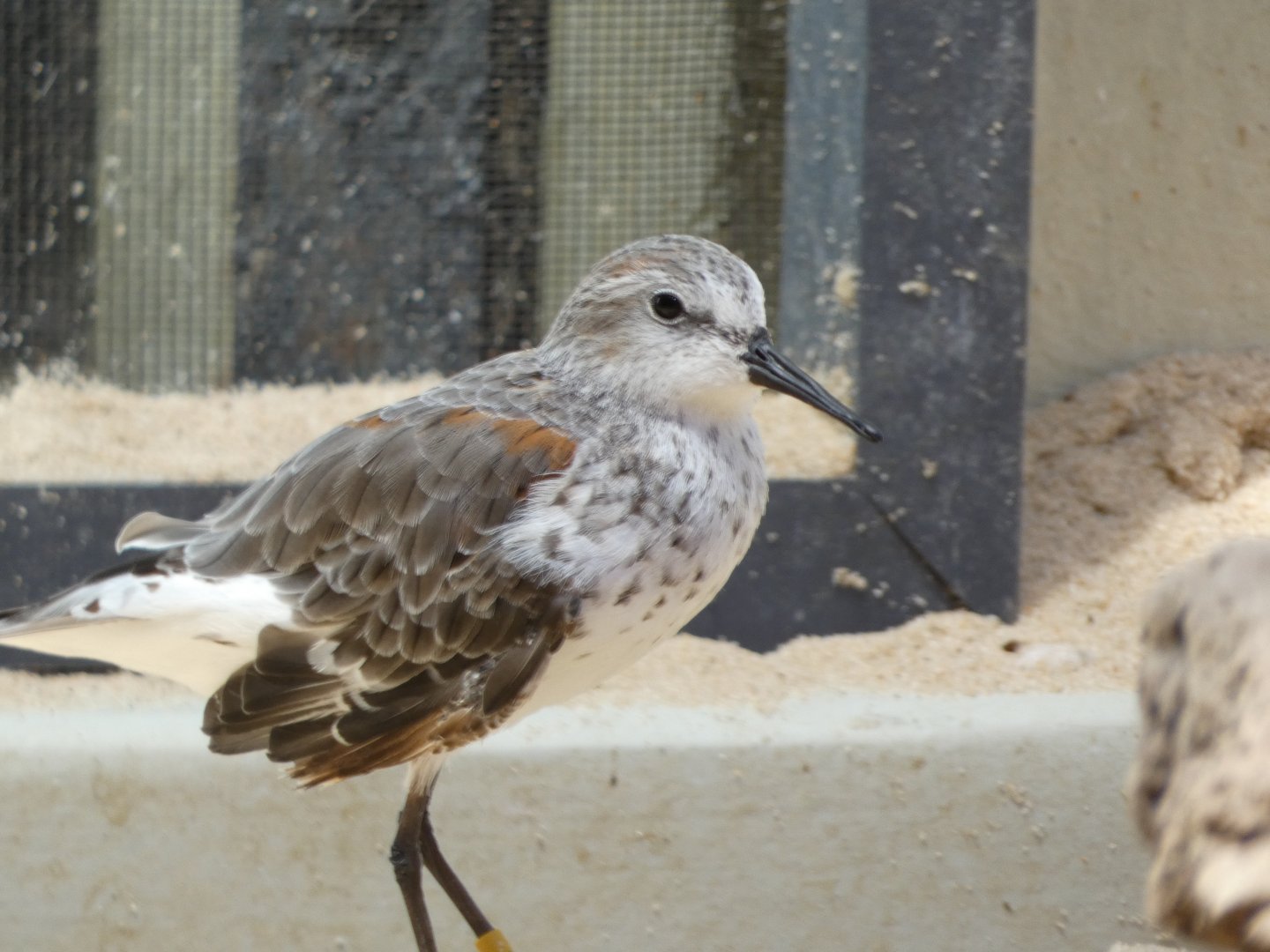 Shorebird ID - Monterey Bay Aquarium