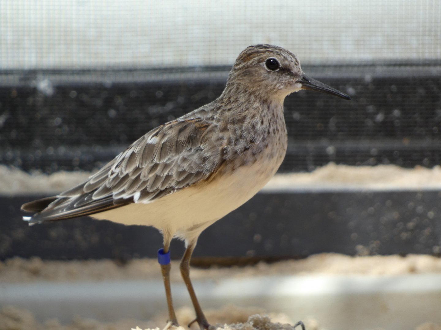 Shorebird ID - Monterey Bay Aquarium