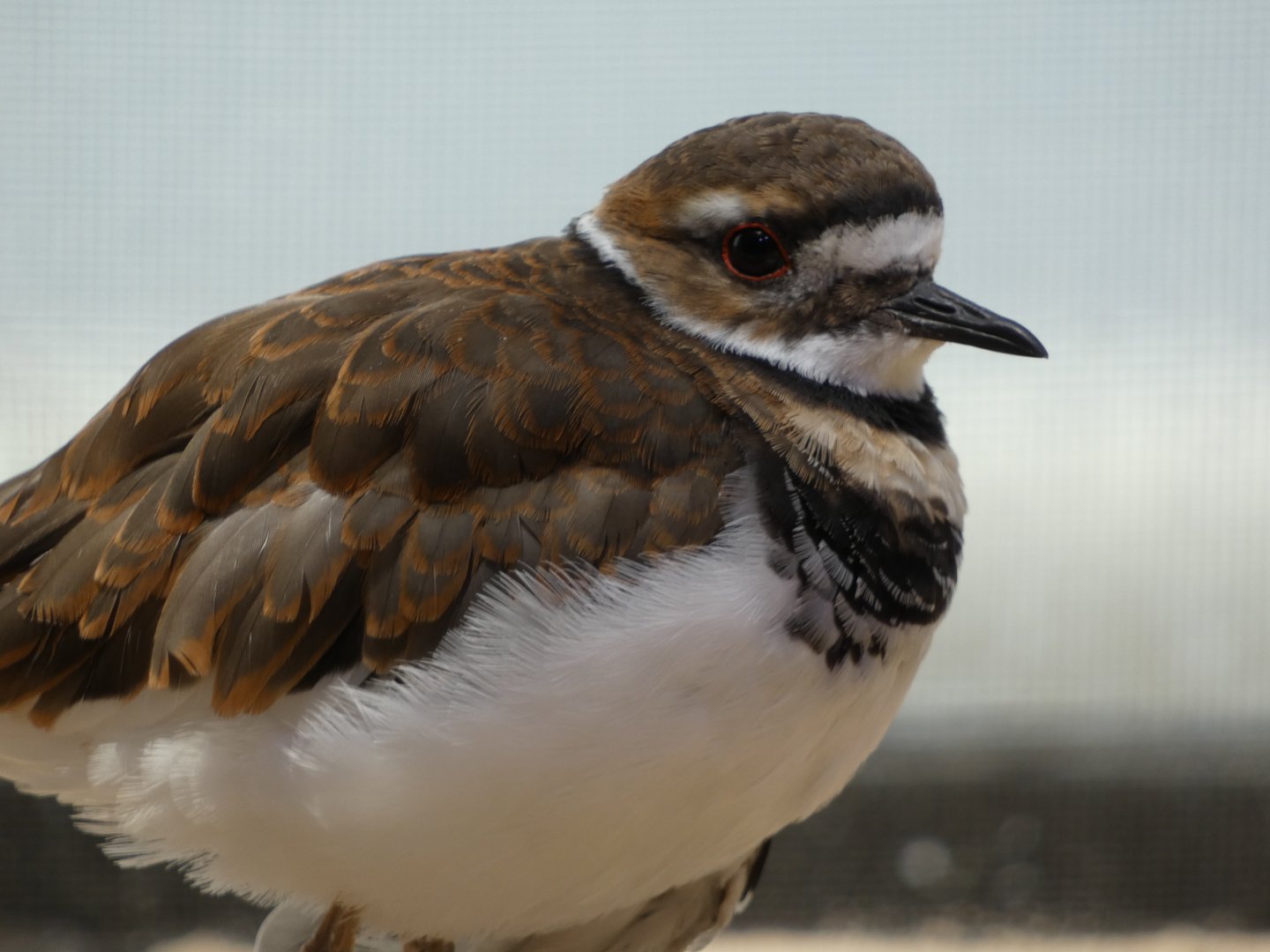 Shorebird ID - Monterey Bay Aquarium