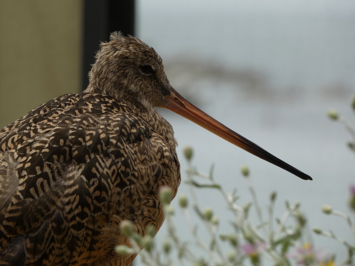 Shorebird ID - Monterey Bay Aquarium