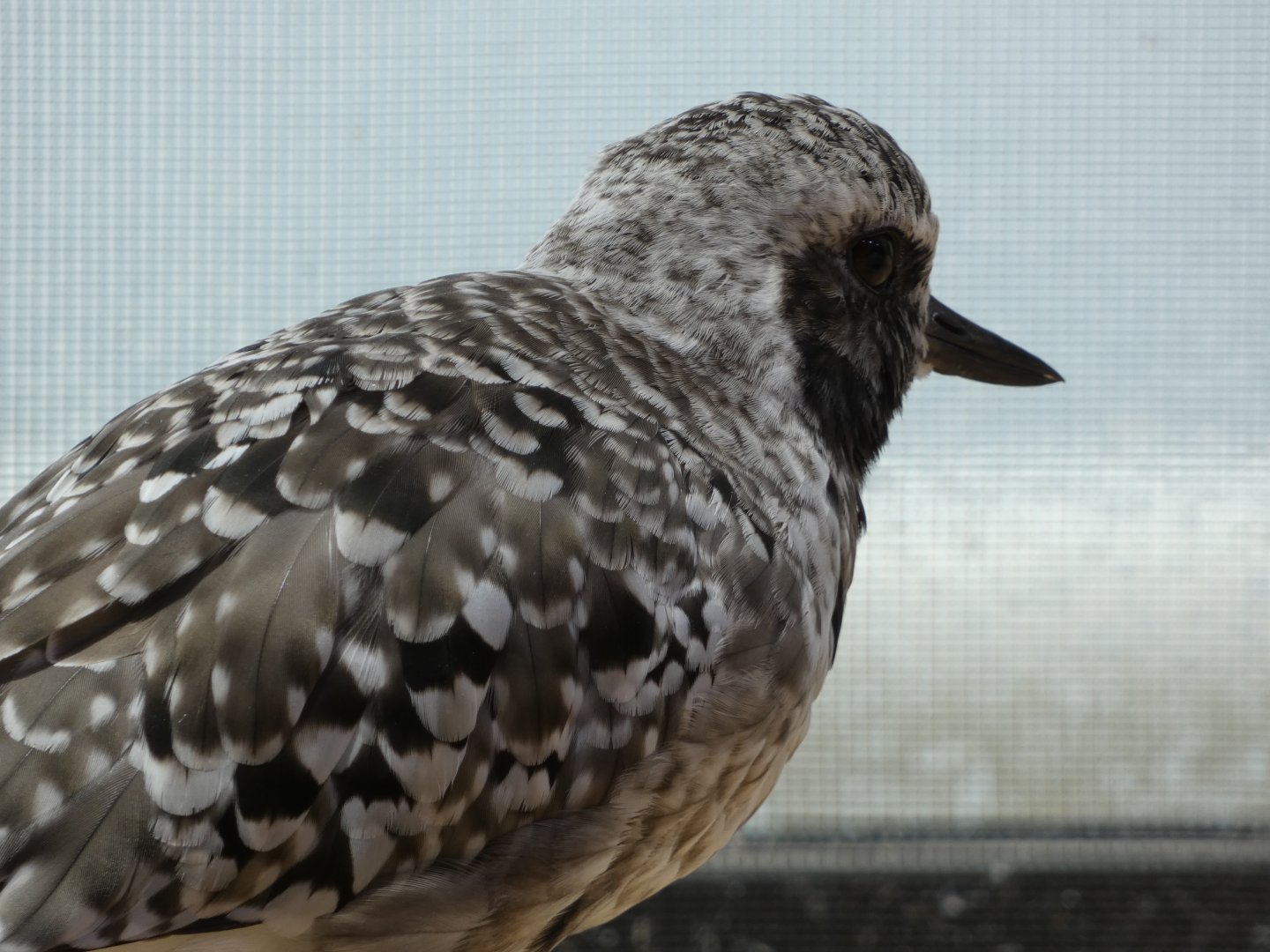Shorebird ID - Monterey Bay Aquarium