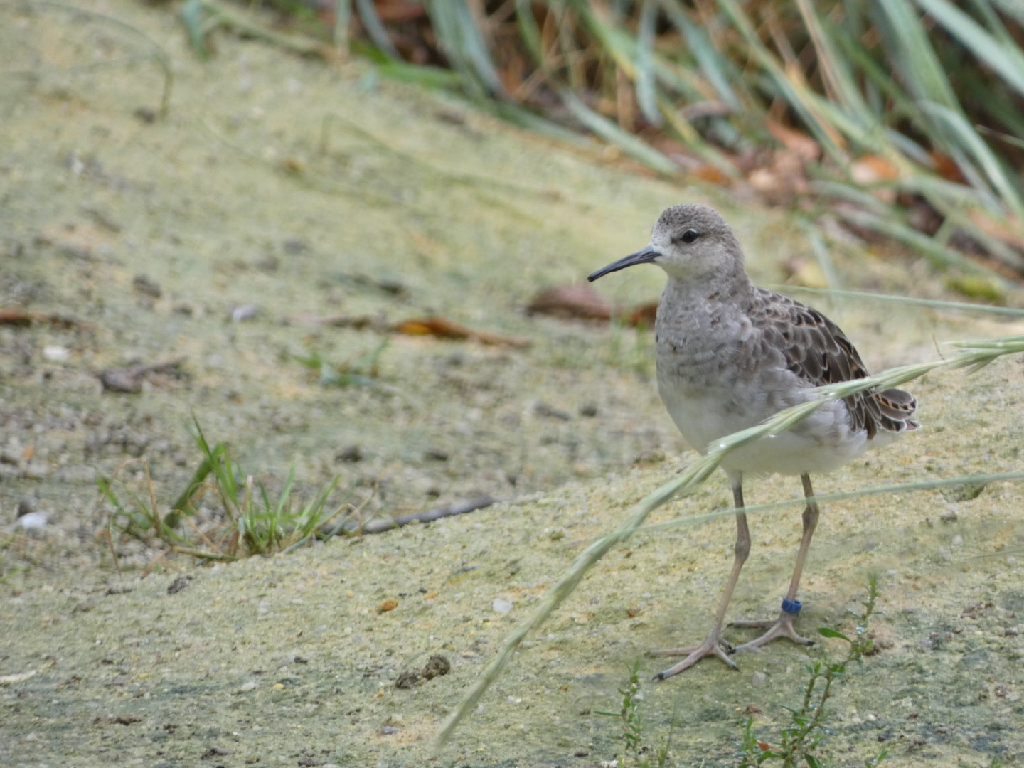 Shorebird ID - Zoo Hluboka