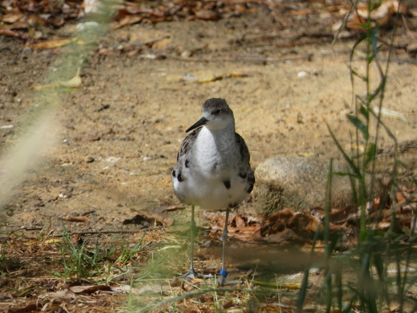 Shorebird ID - Zoo Hluboka