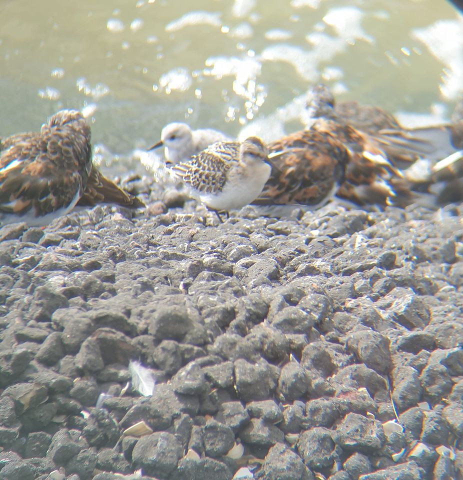 Shorebird ID?