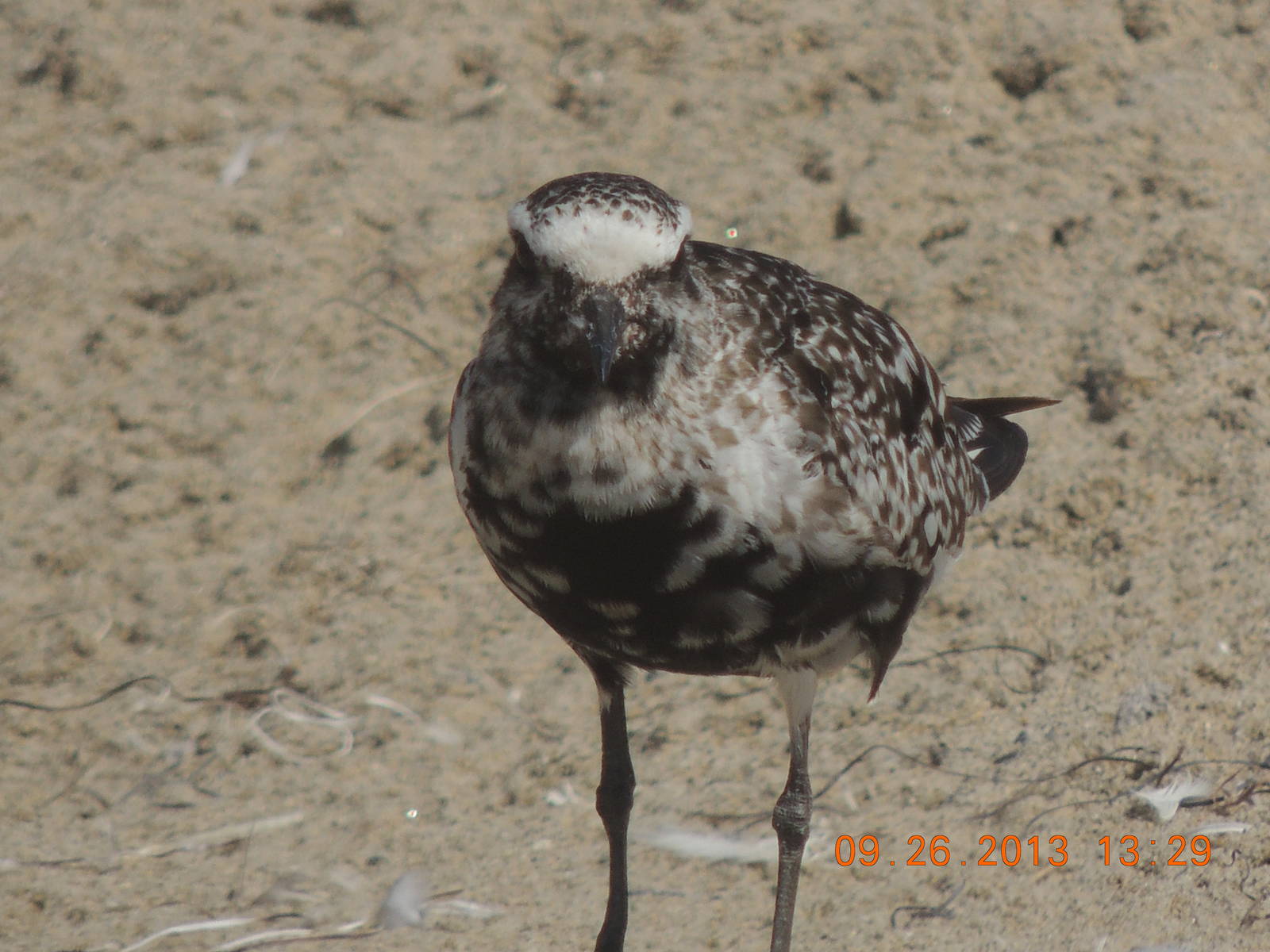 shorebird