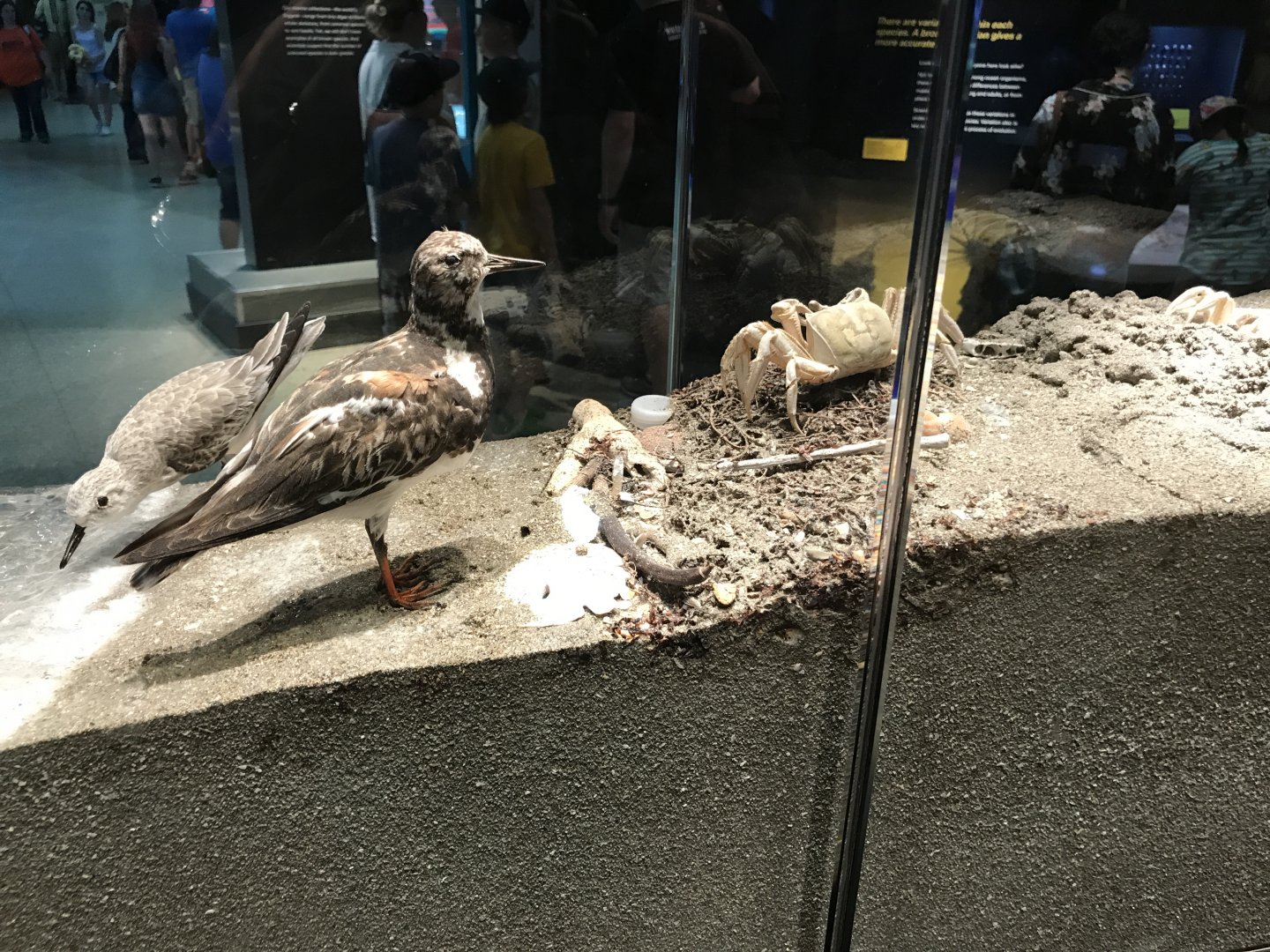 Shorebirds and Ghost Crab
