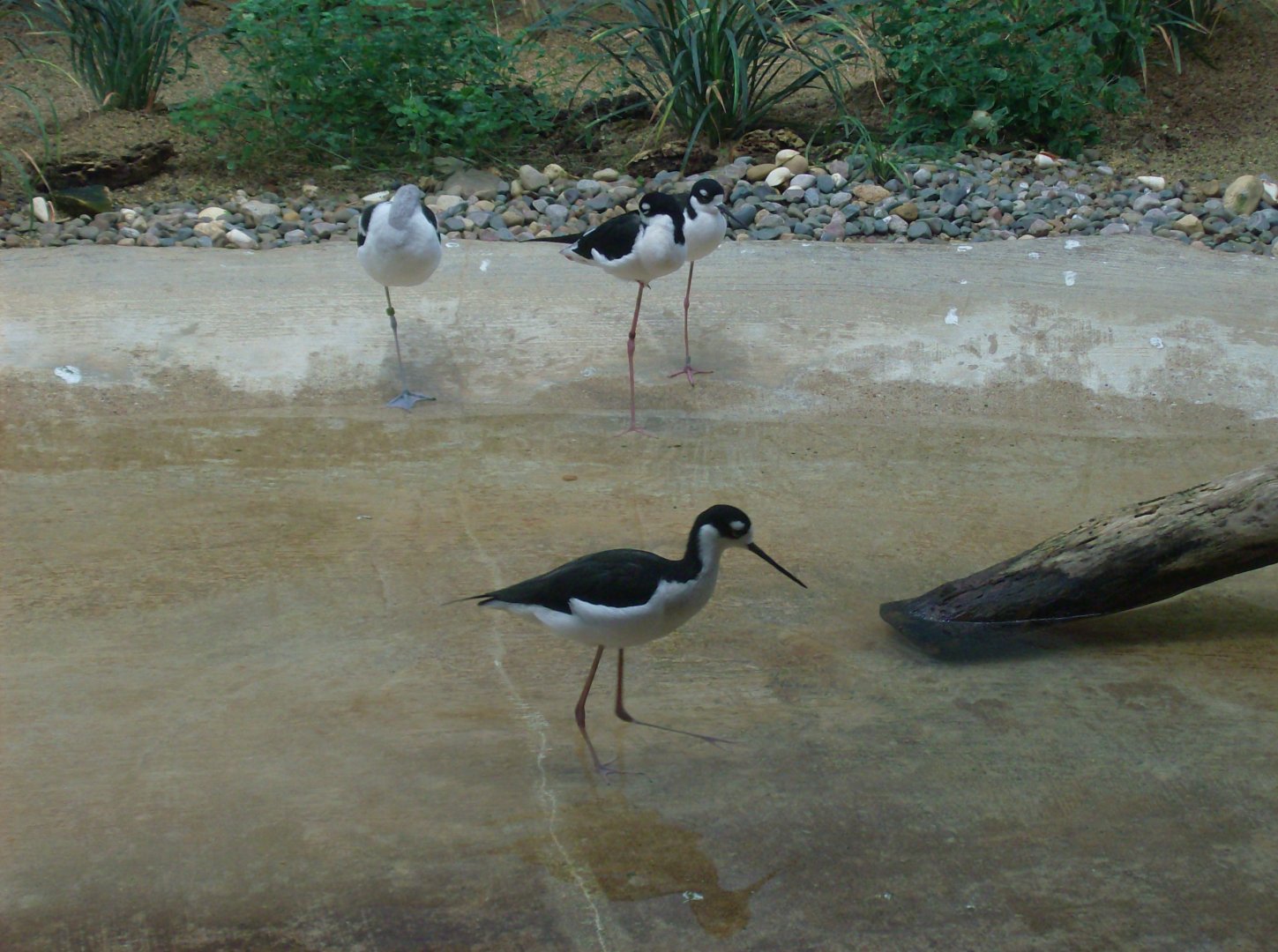 Shorebirds (black-necked stilt and avocet)