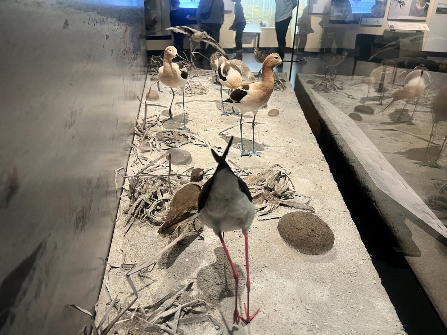 Shorebirds Diorama