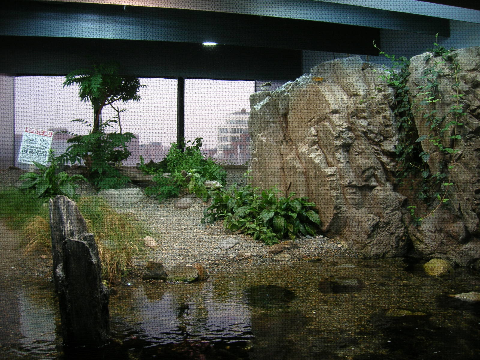 Shorebirds of Boston Harbor Exhibit