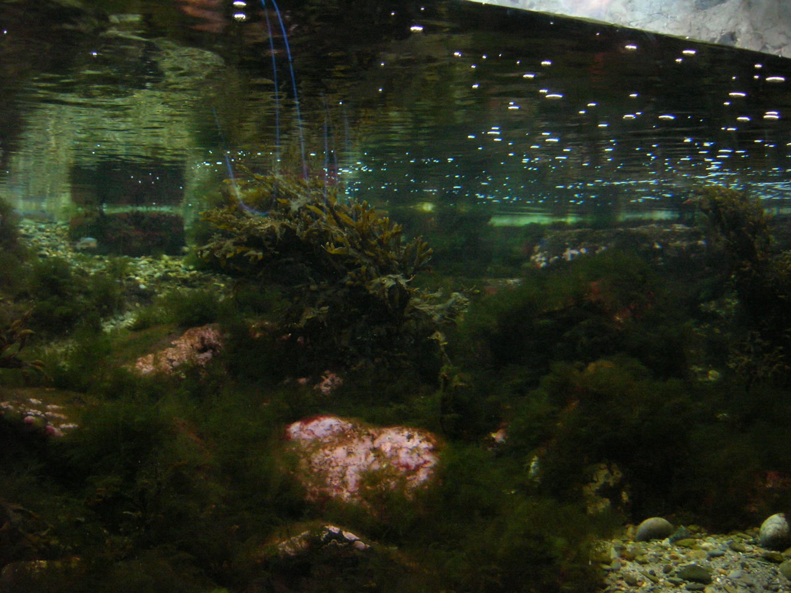 Shorebirds of Boston Harbor Exhibit
