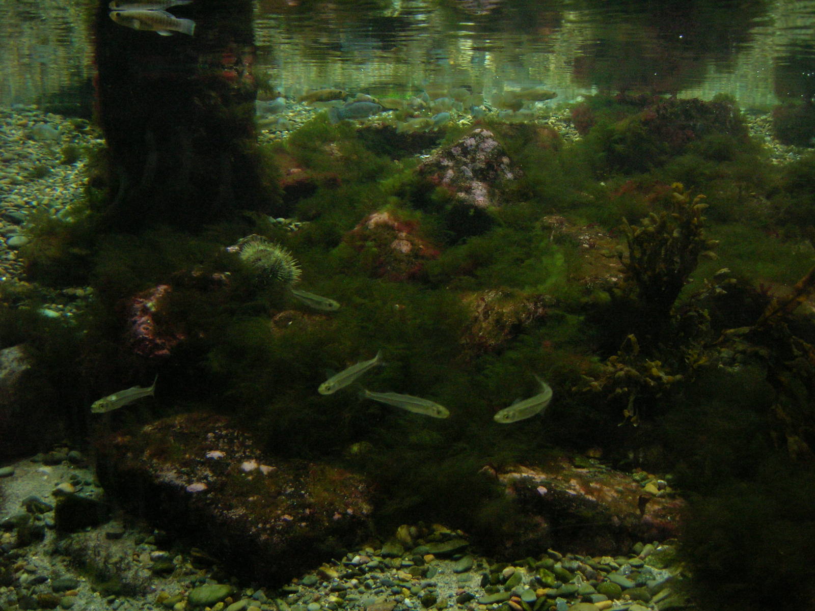 Shorebirds of Boston Harbor Exhibit