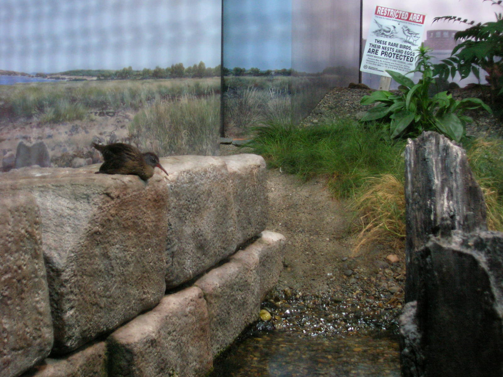 Shorebirds of Boston Harbor Exhibit