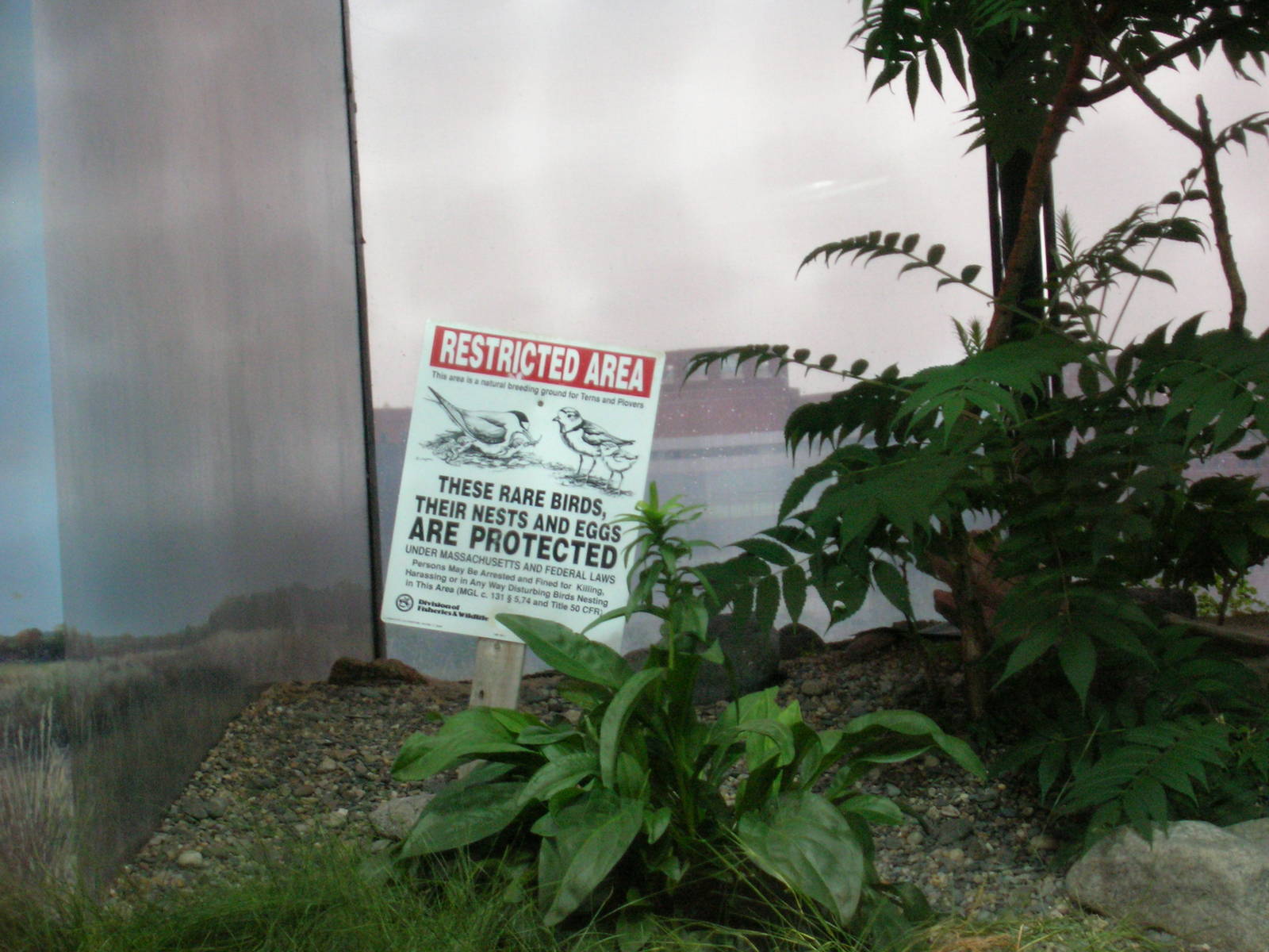 Shorebirds of Boston Harbor Exhibit