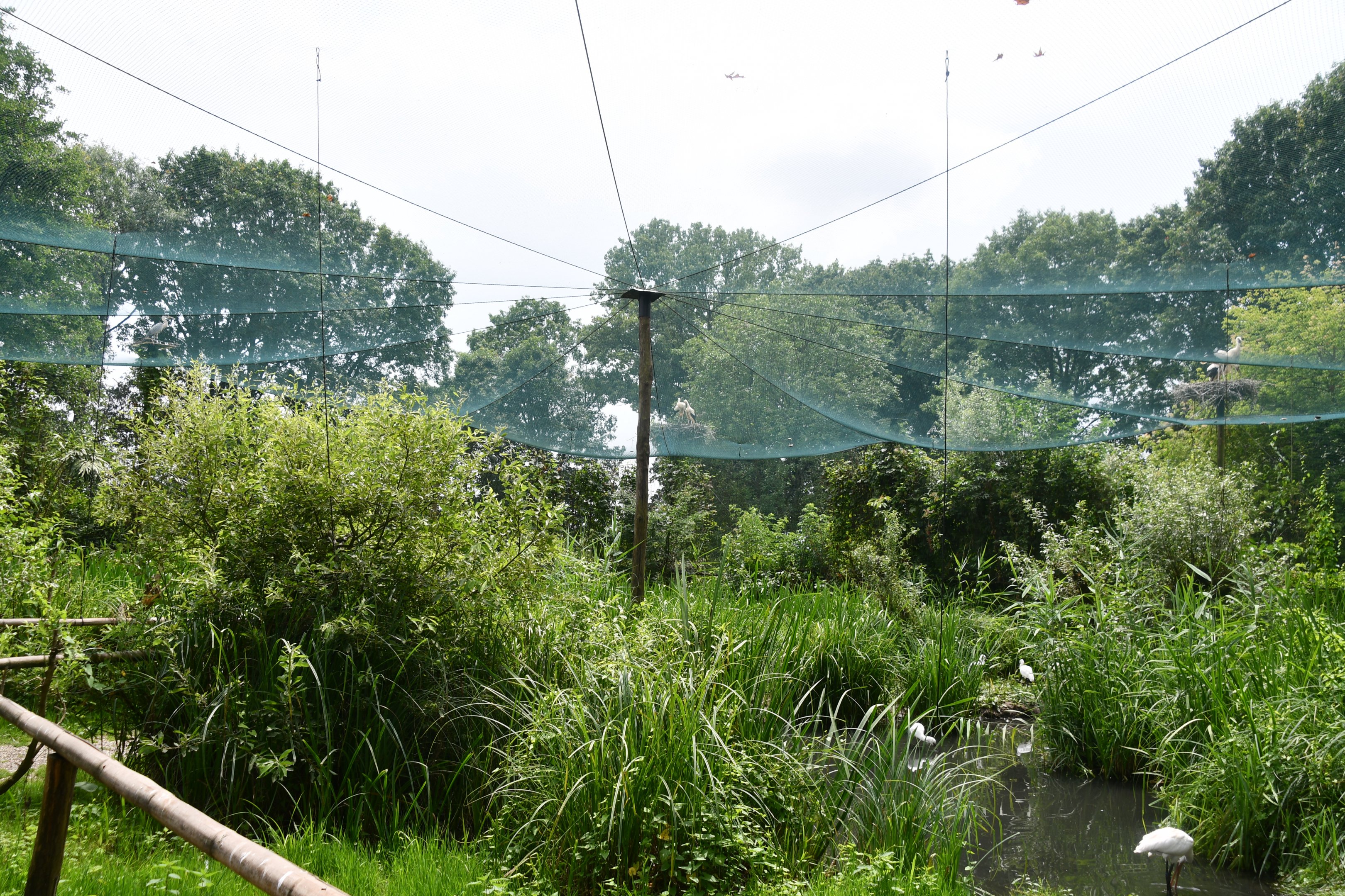 Shorebirds walkthrough aviary