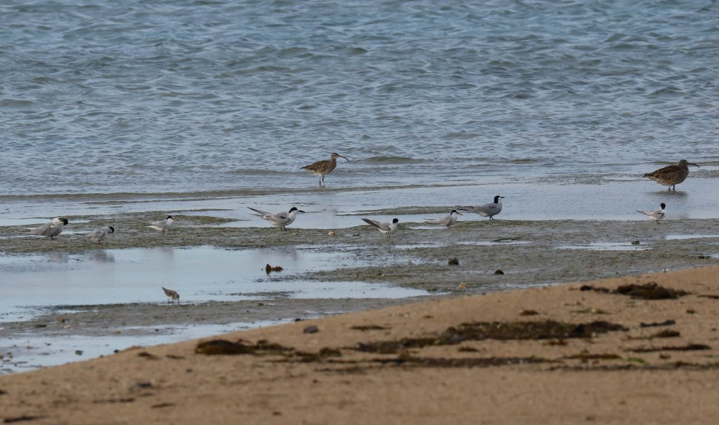 Shorebirds