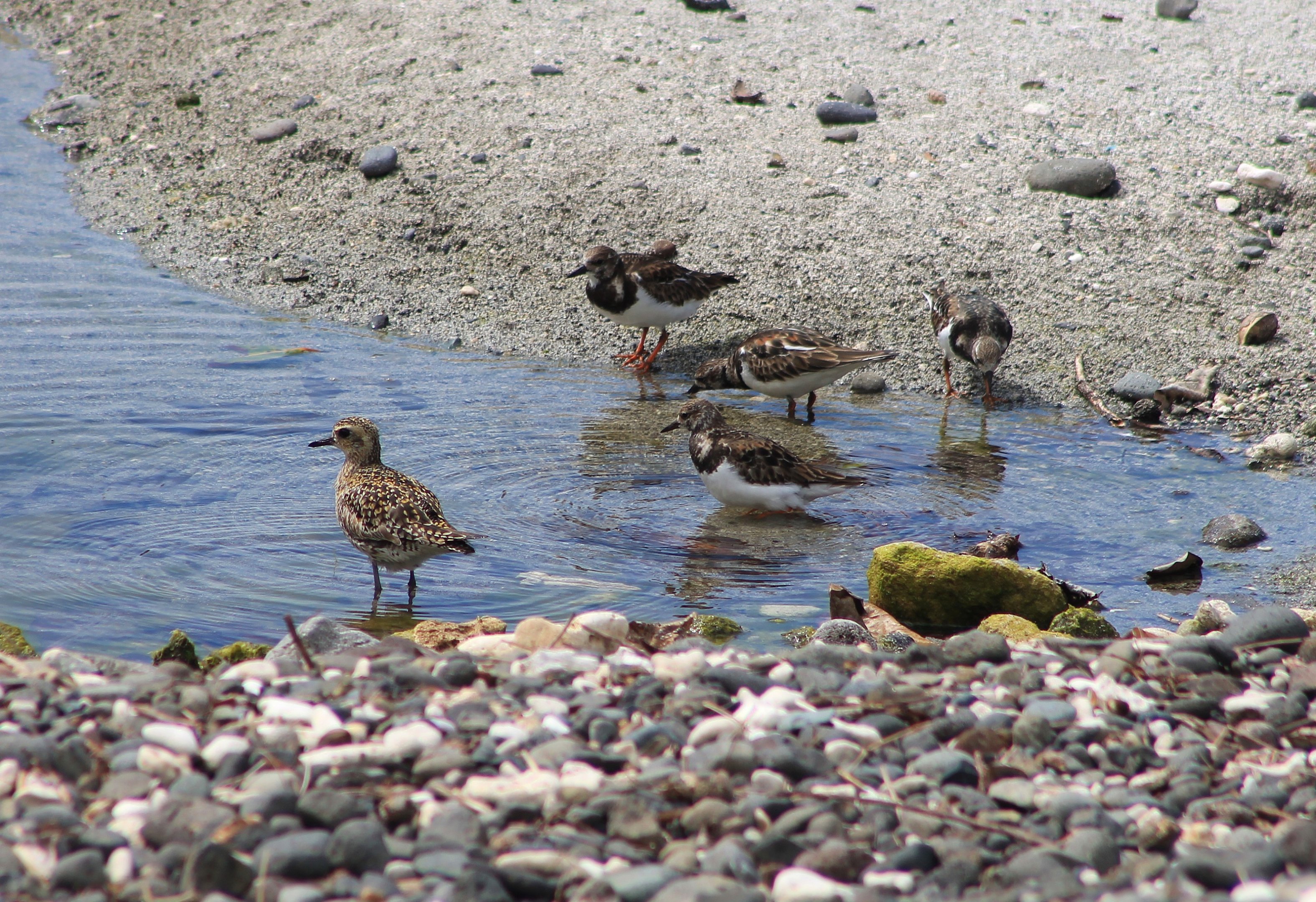 Shorebirds