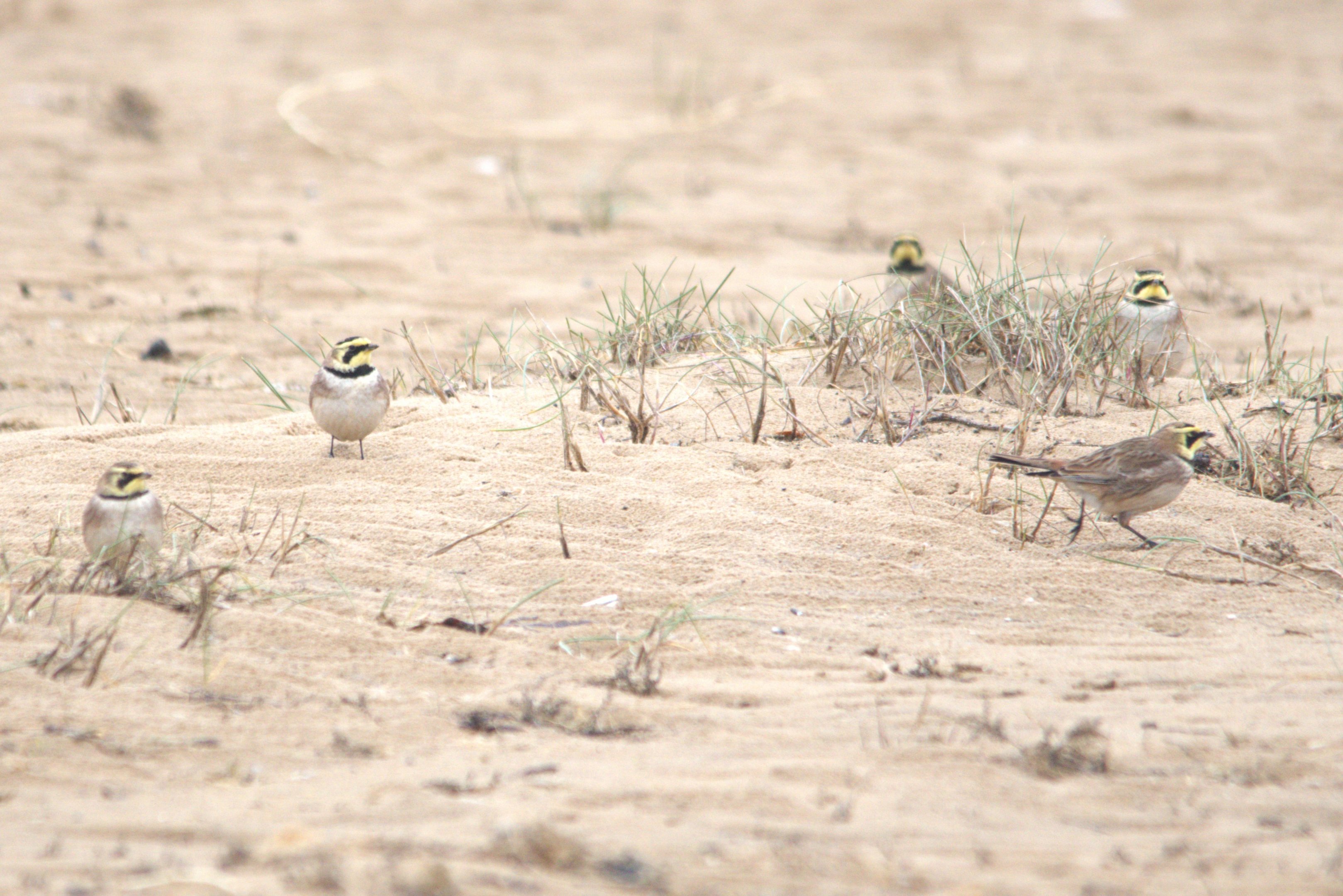 Shorelarks at Holkham, Norfolk, 6th March 2023