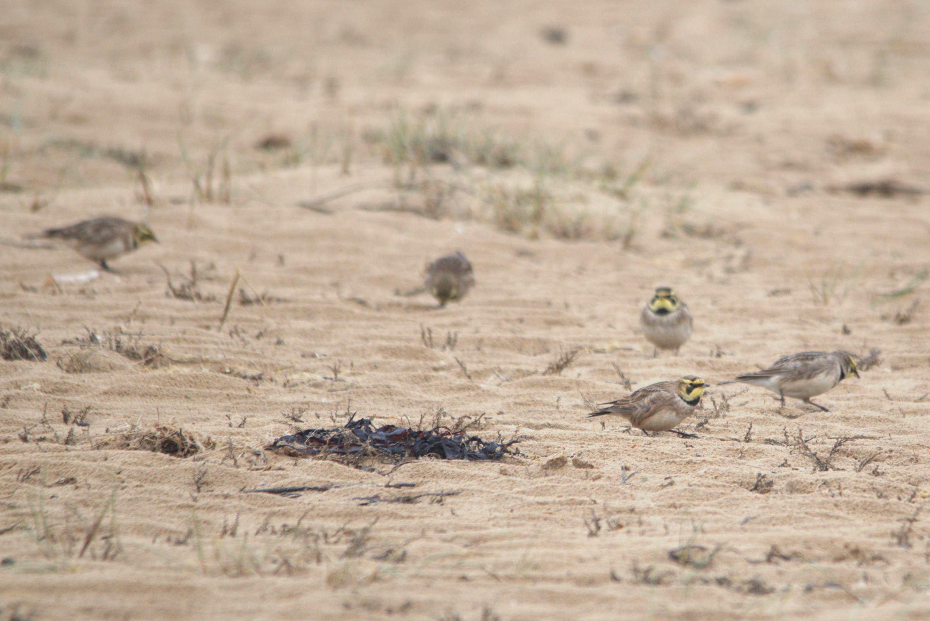 Shorelarks at Holkham, Norfolk, 6th March 2023