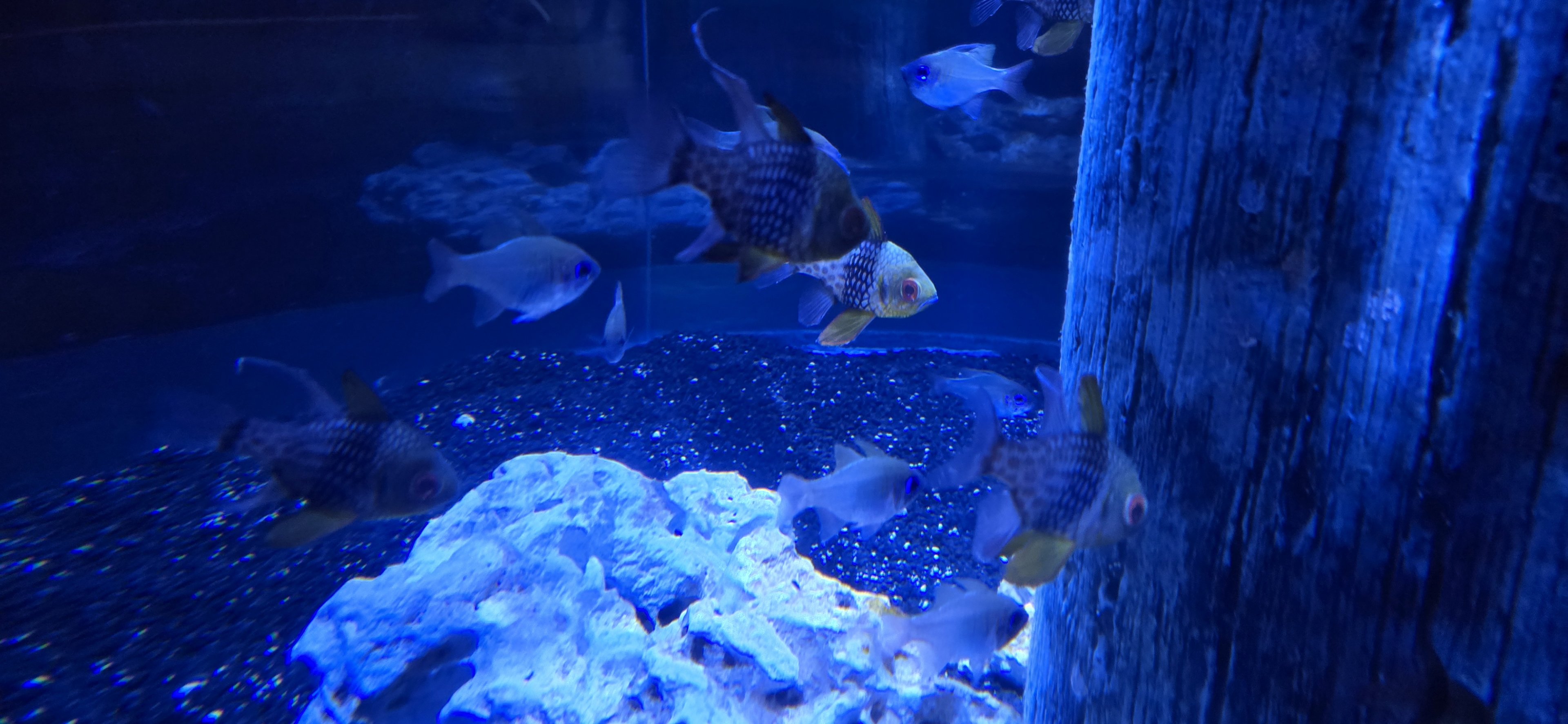 Shorelines - Blue streak and Pajama Cardinalfish