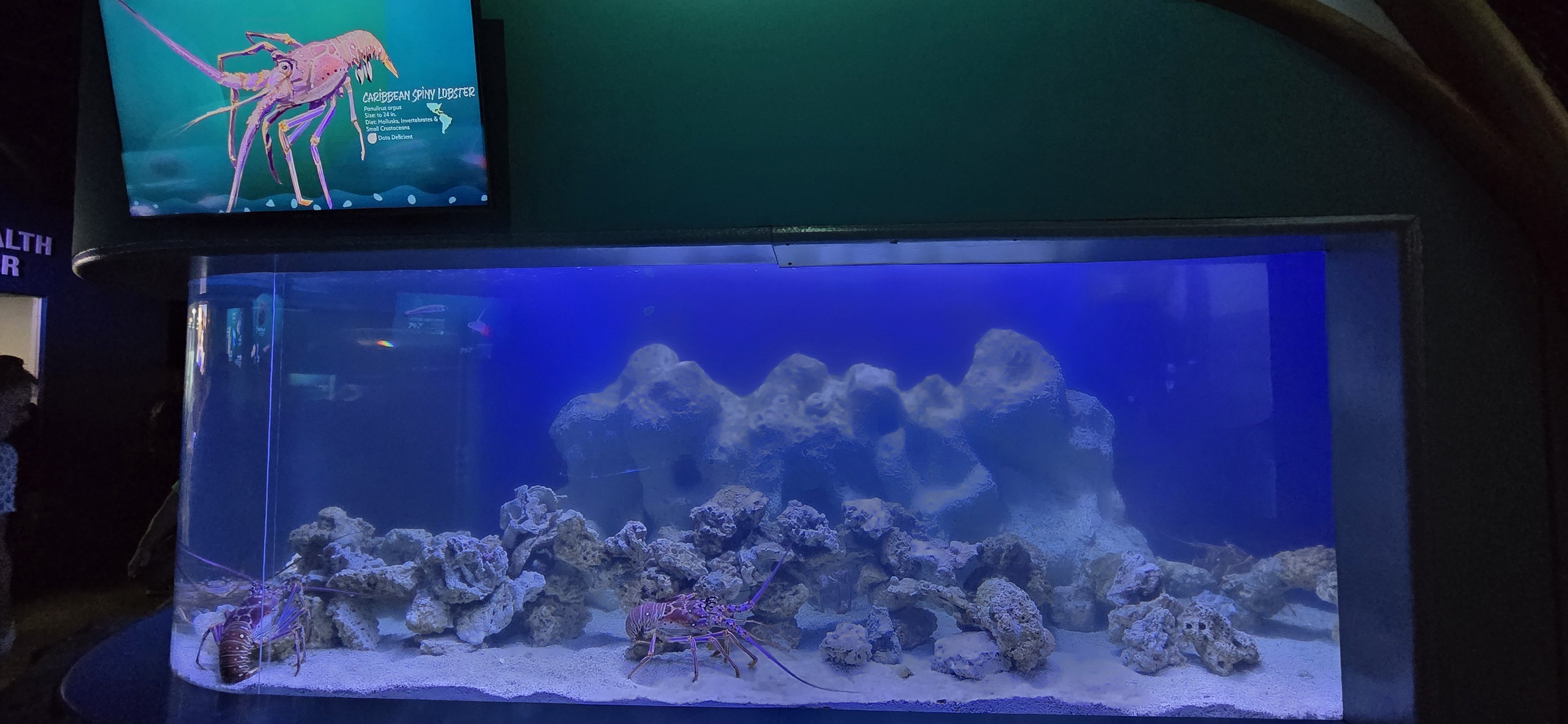 Shorelines - Caribbean lobster