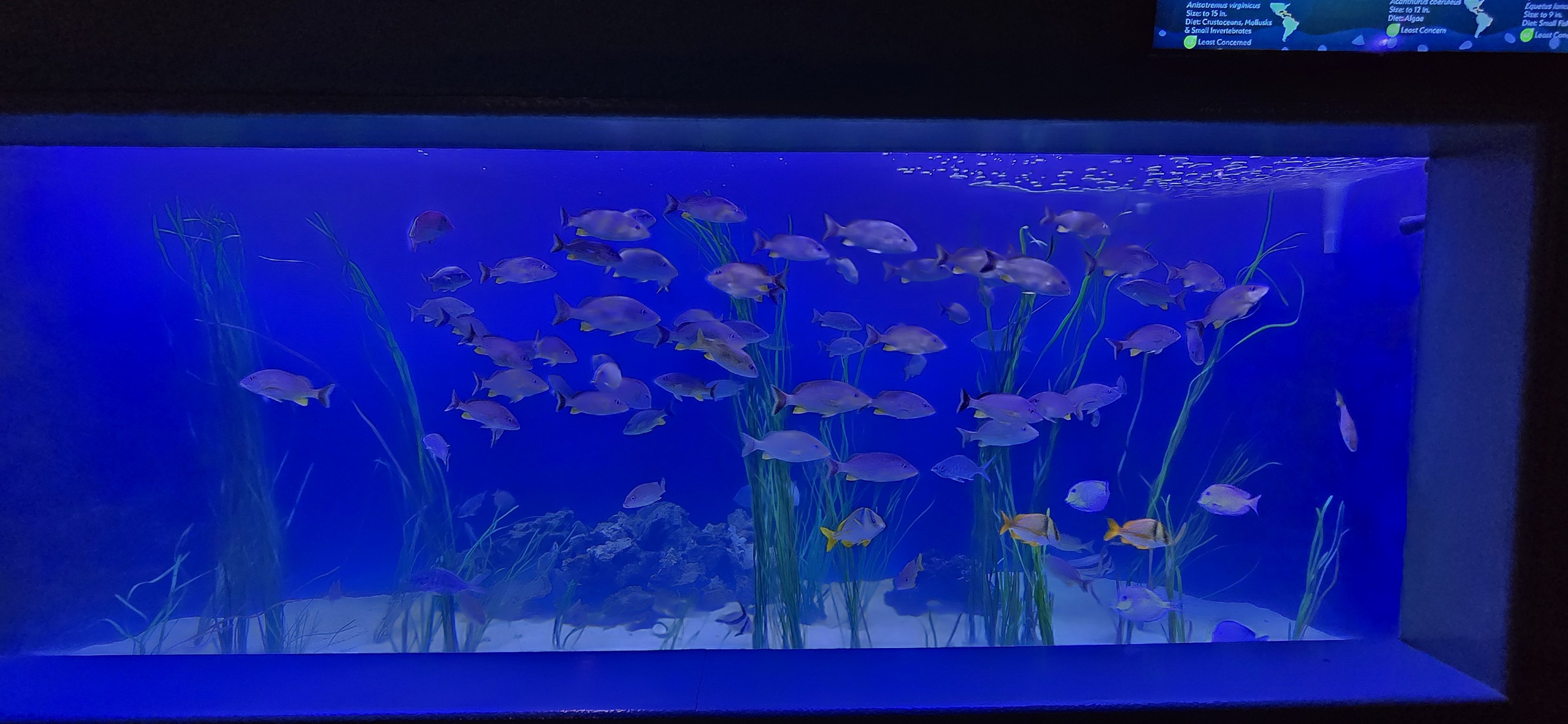 Shorelines - Entry tank