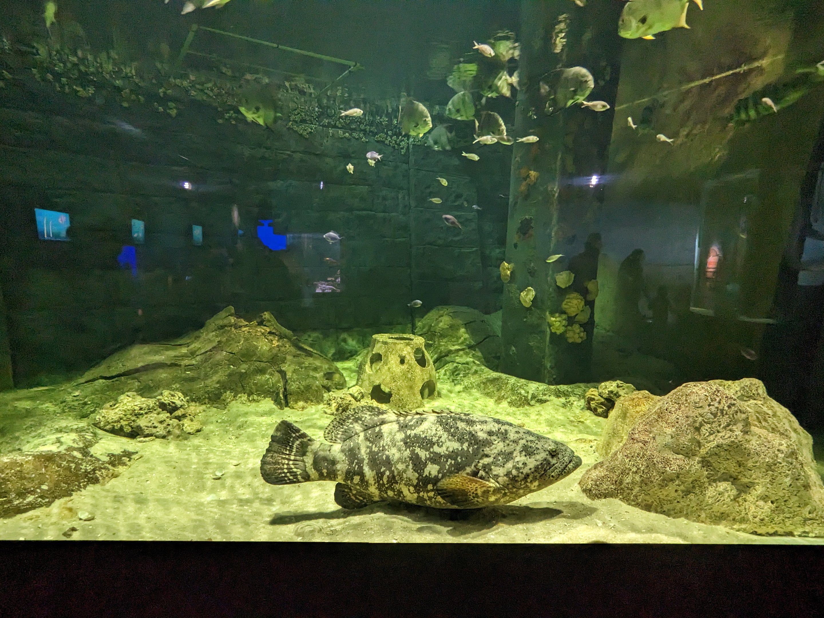 Shorelines - Goliath grouper