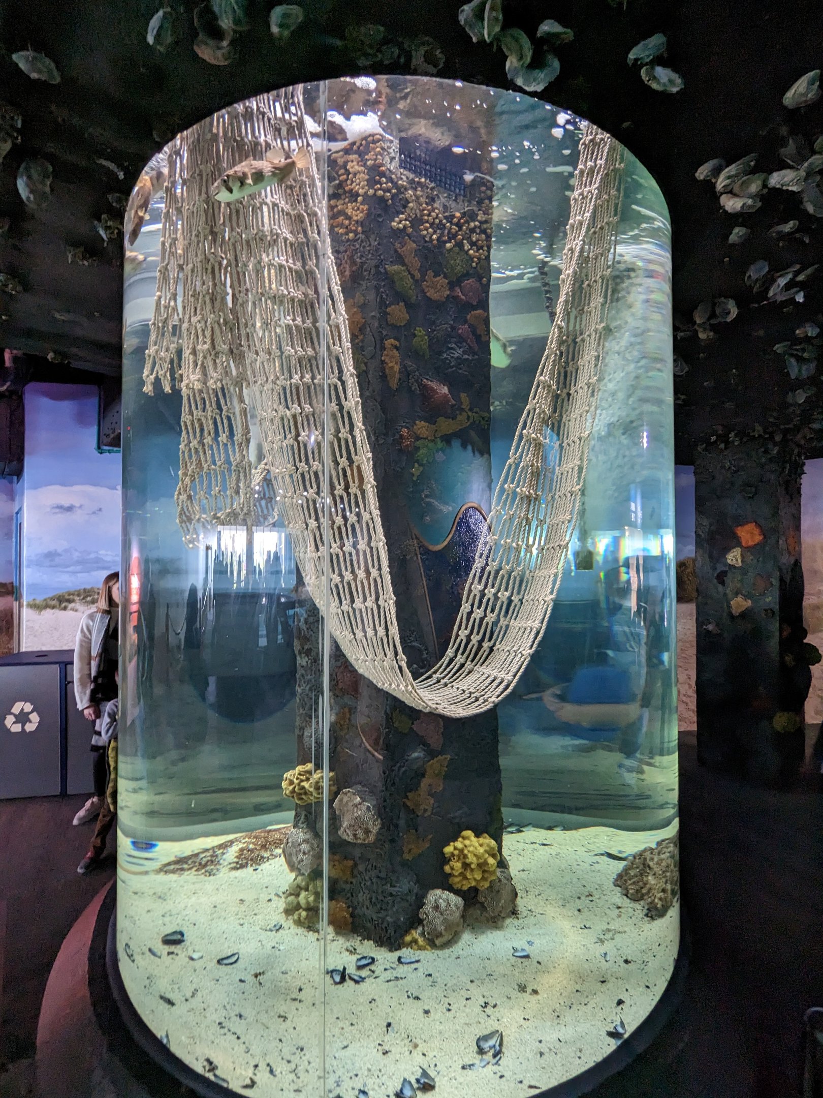 Shorelines - pufferfish tank