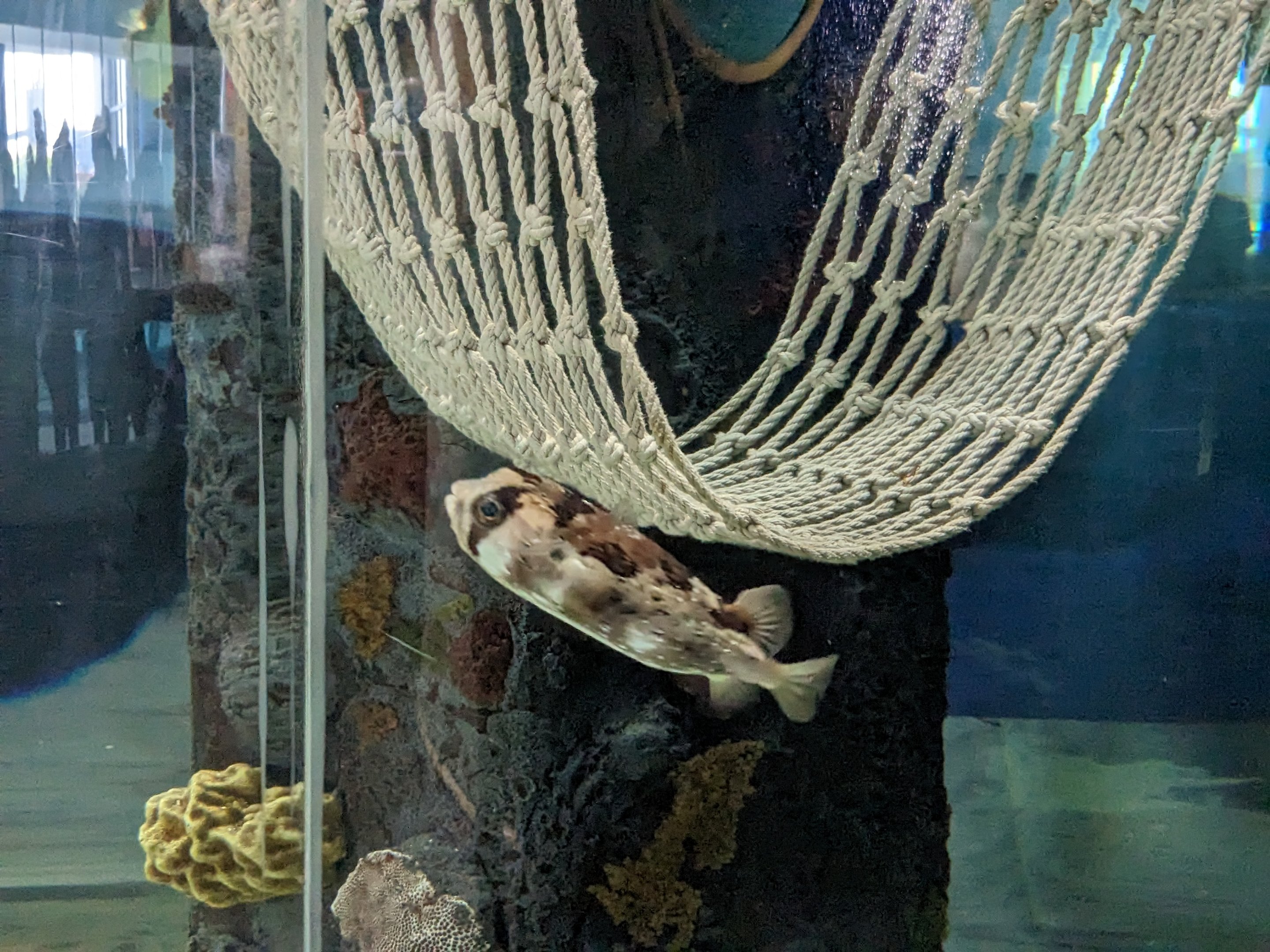 Shorelines - pufferfish