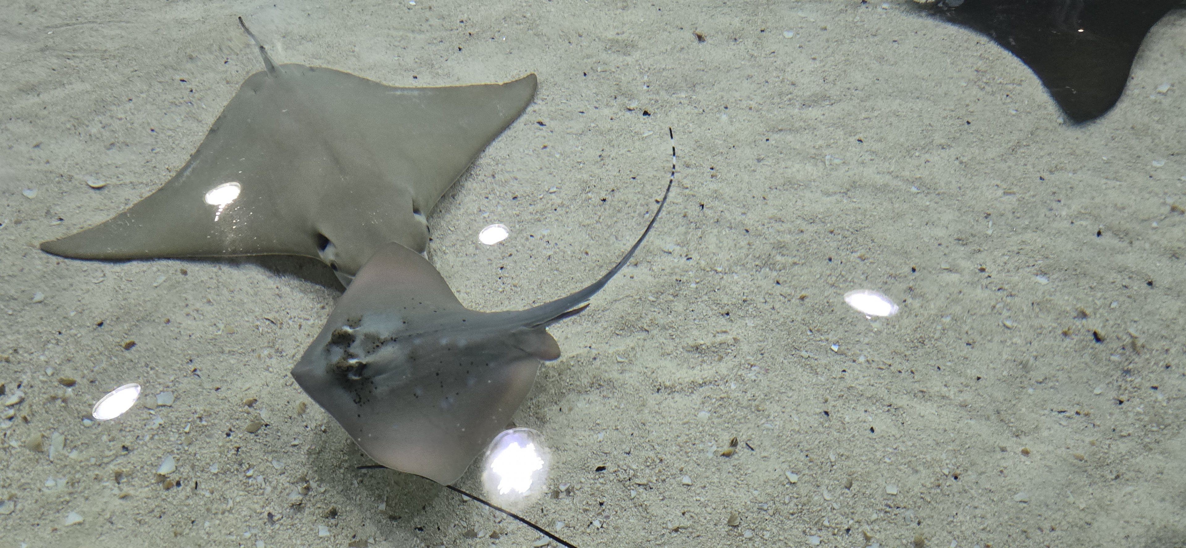 Shorelines - ray touch tank bluespotted or Kuhl’s maskray (Neotrygon kuhlii)