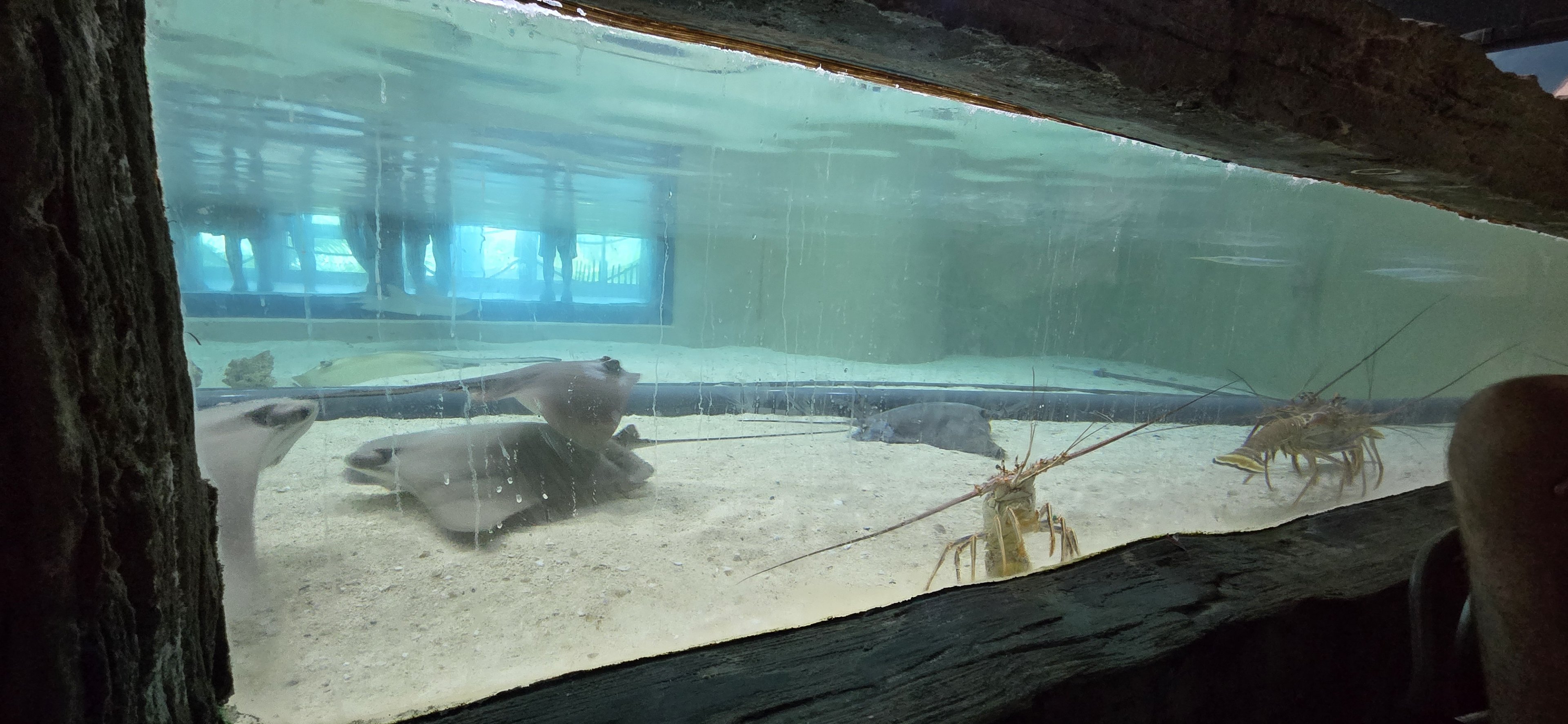 Shorelines - Rays and lobster