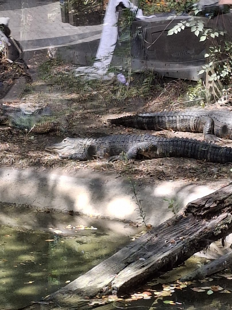 Shores- American Alligator