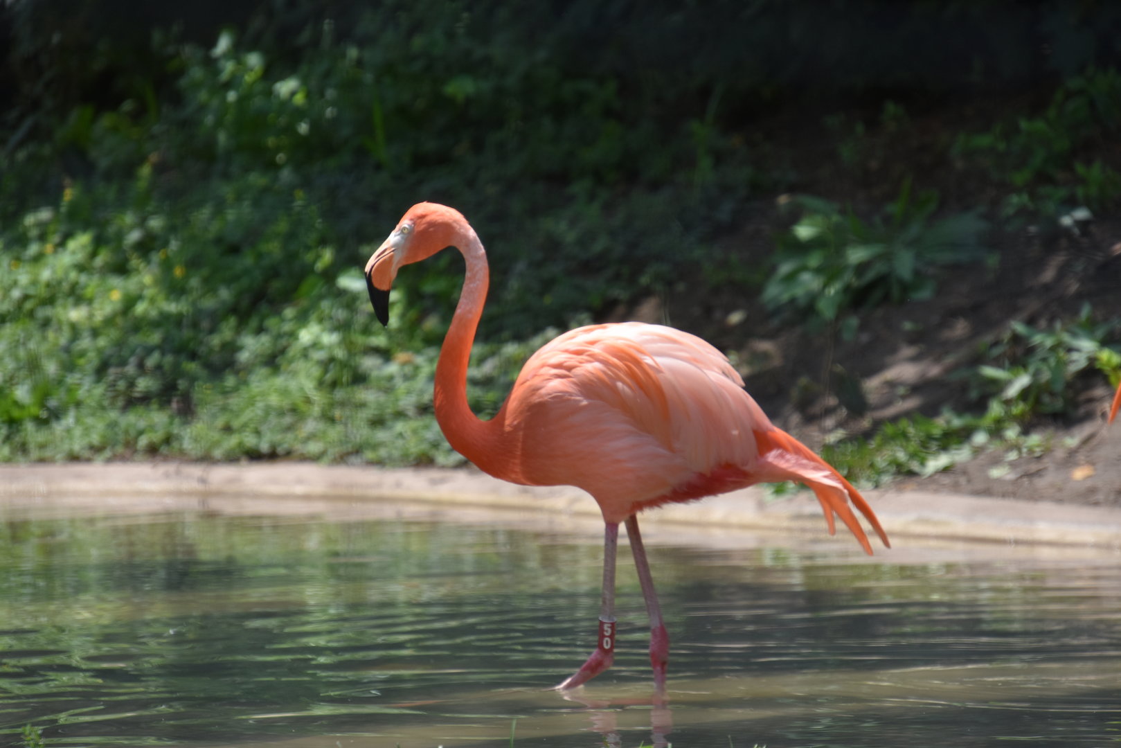 Shores & Aquarium  - American Flamingo