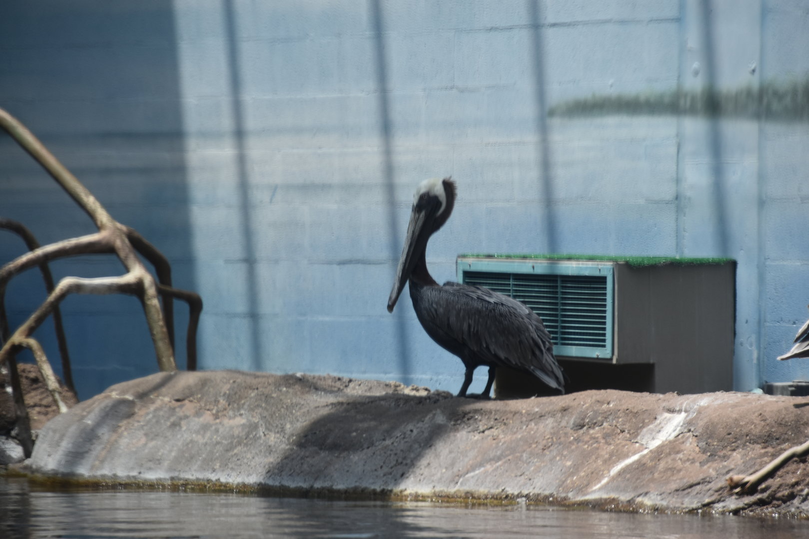Shores & Aquarium  - Brown Pelican