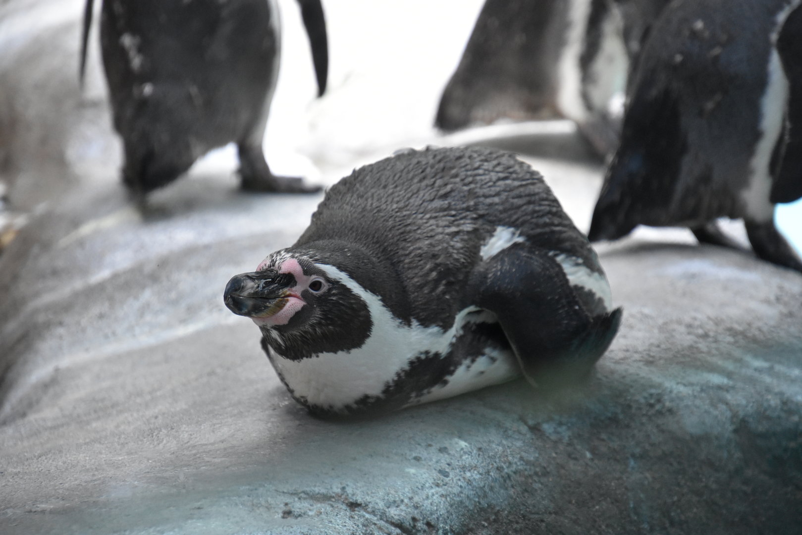 Shores & Aquarium - Humboldt Penguin