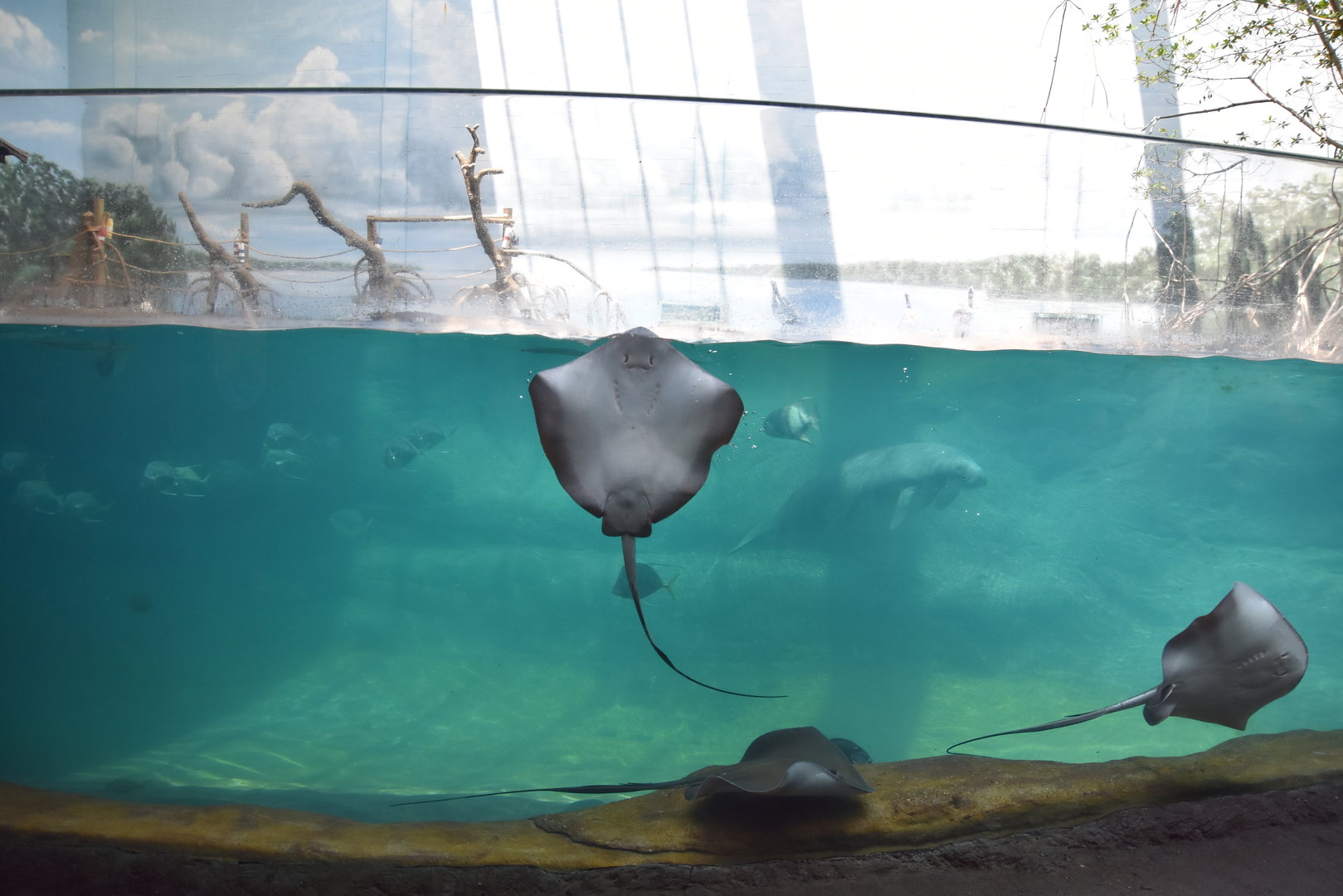 Shores & Aquarium  - Manatee Coast