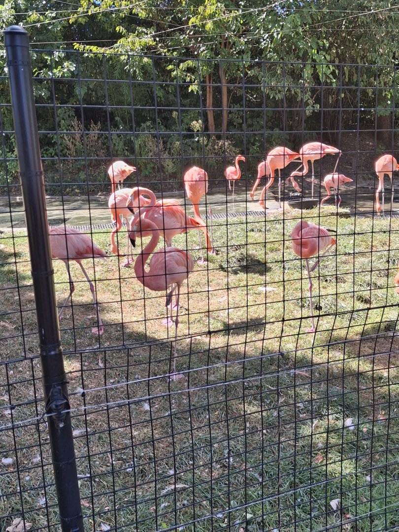 Shores- Caribbean Flamingo