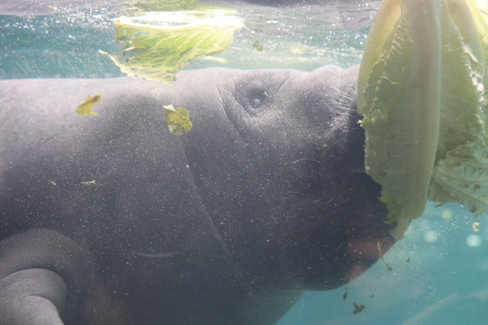 Shores - Florida Manatee