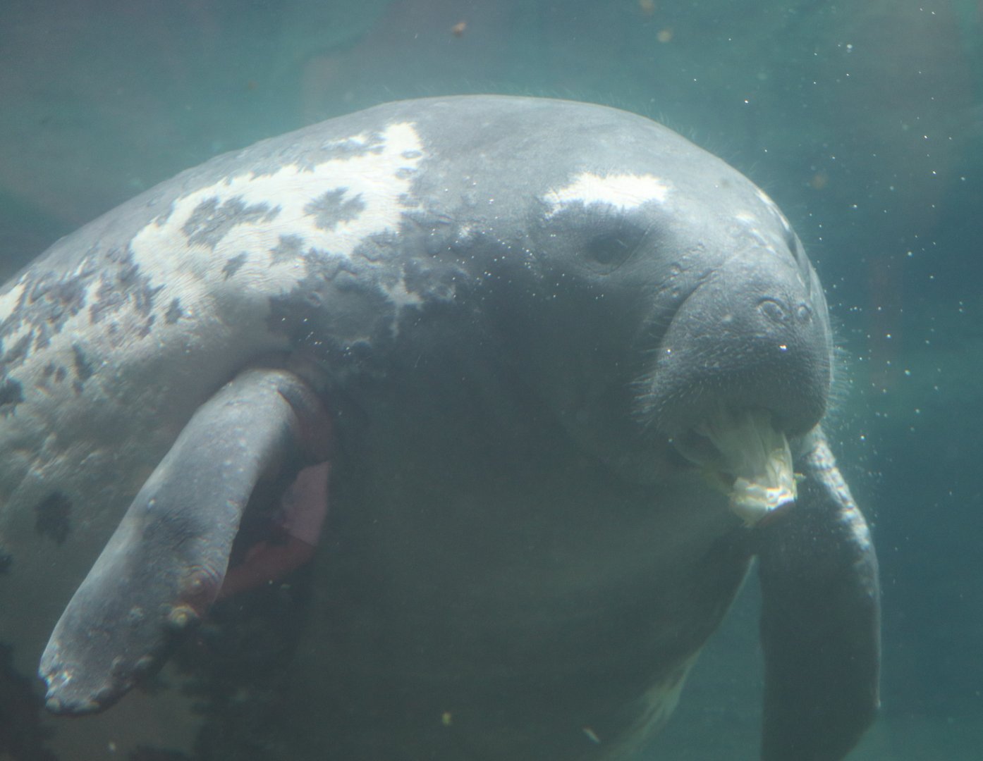 Shores - Florida Manatee