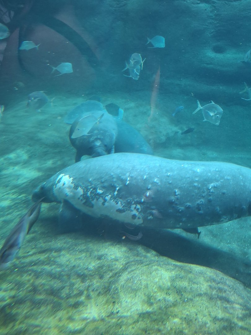 Shores- Florida Manatee