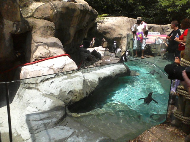 Shores- Half of the Humboldt Penguin exhibit