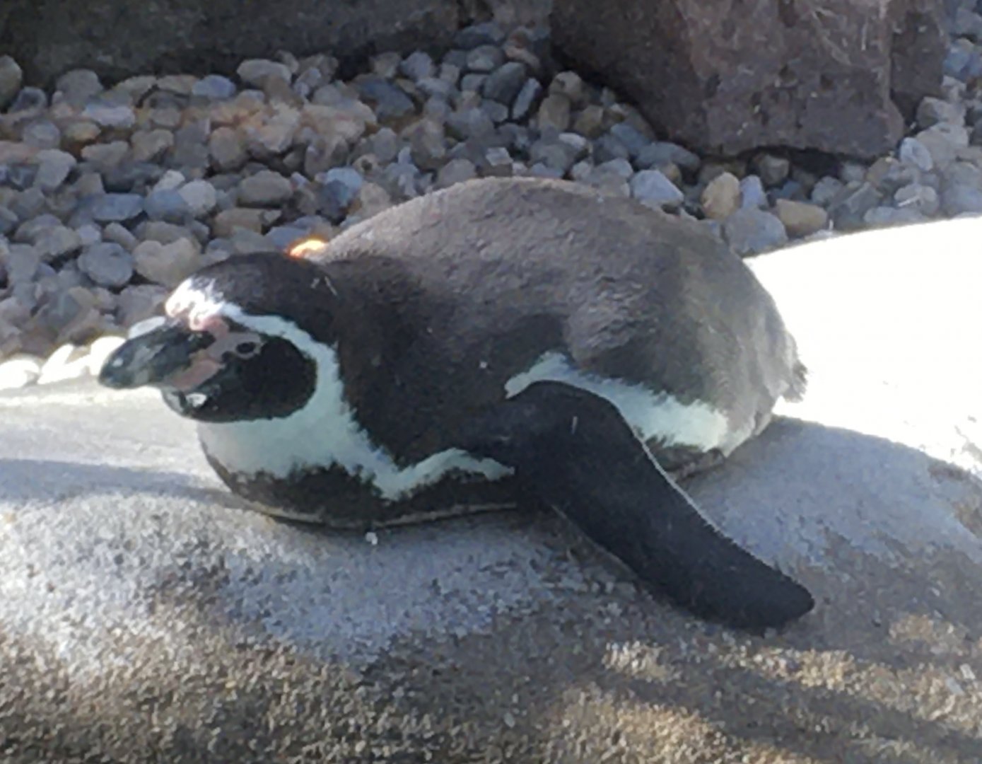 Shores - Humboldt Penguin