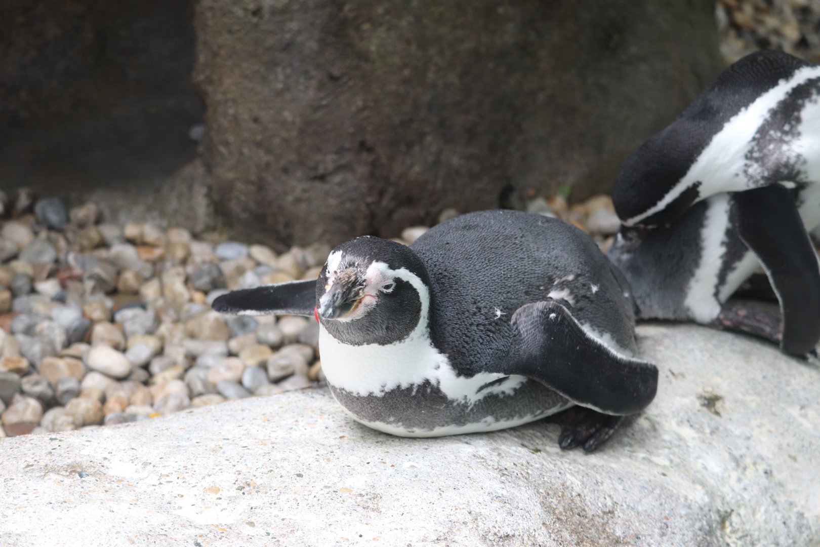 Shores - Humboldt Penguin