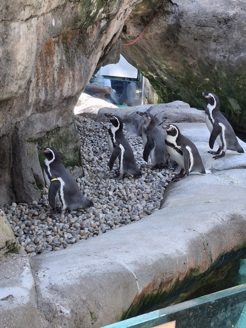 Shores- Humboldt Penguin