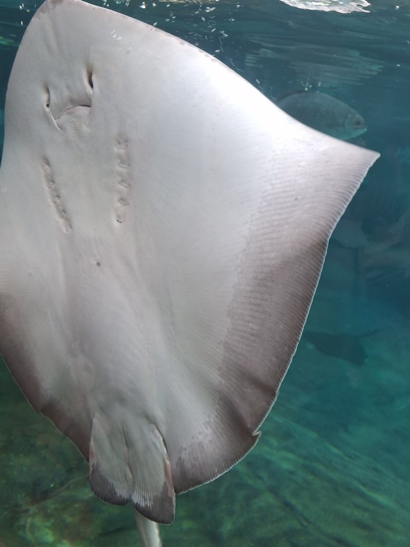 Shores- Southern Stingray