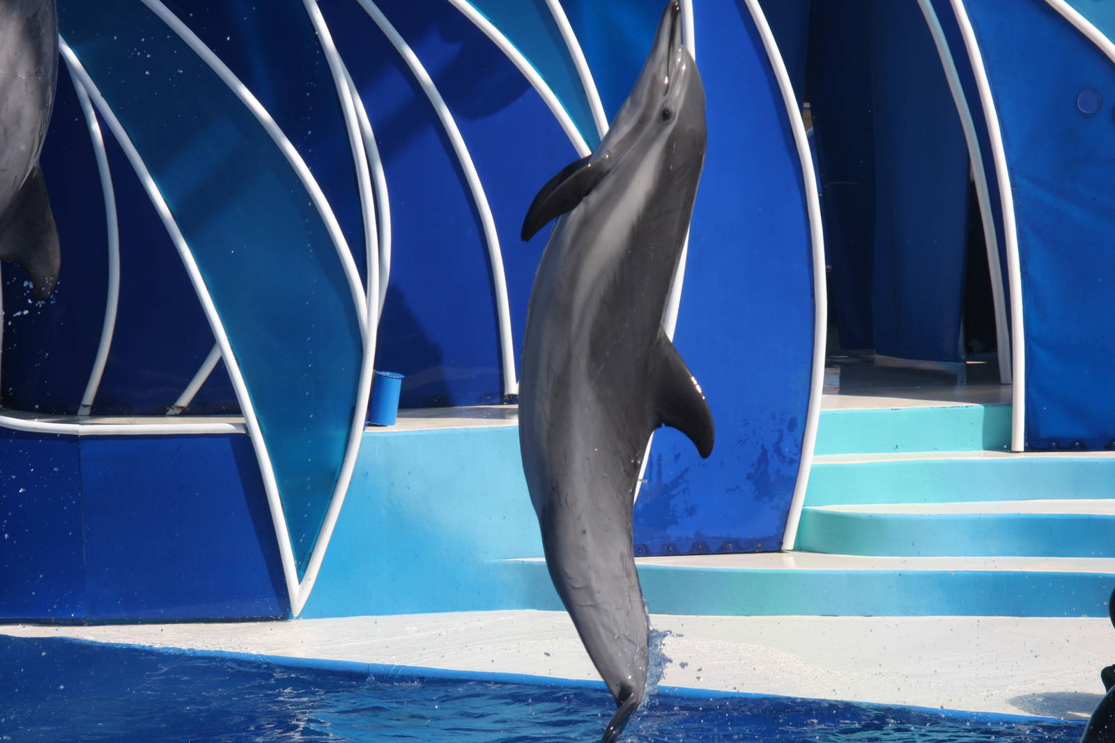 short-beaked common dolphin + atlantic bottlenose dolphin hybrid