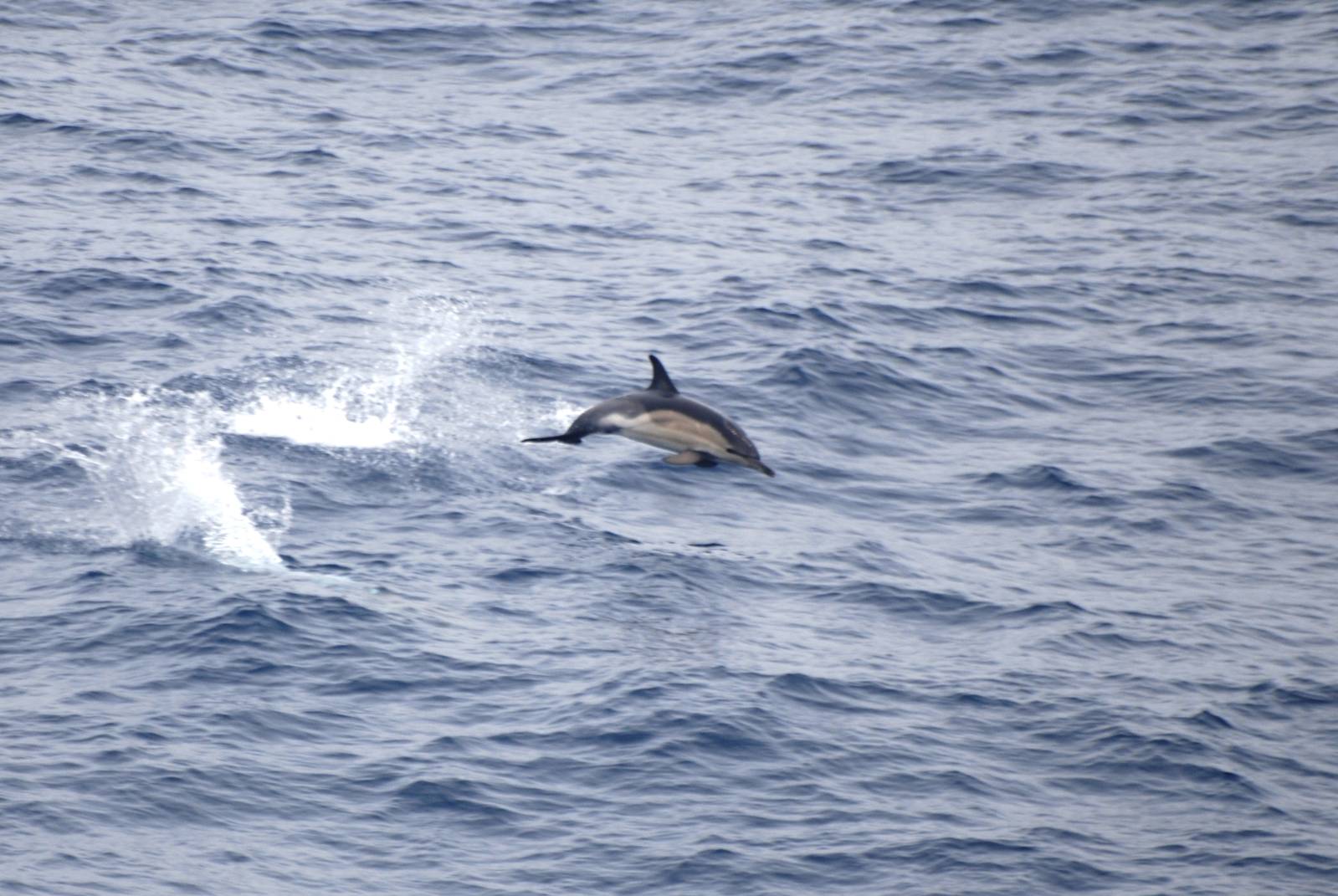 Short-beaked Common Dolphin, Bay of Biscay 10/06/15