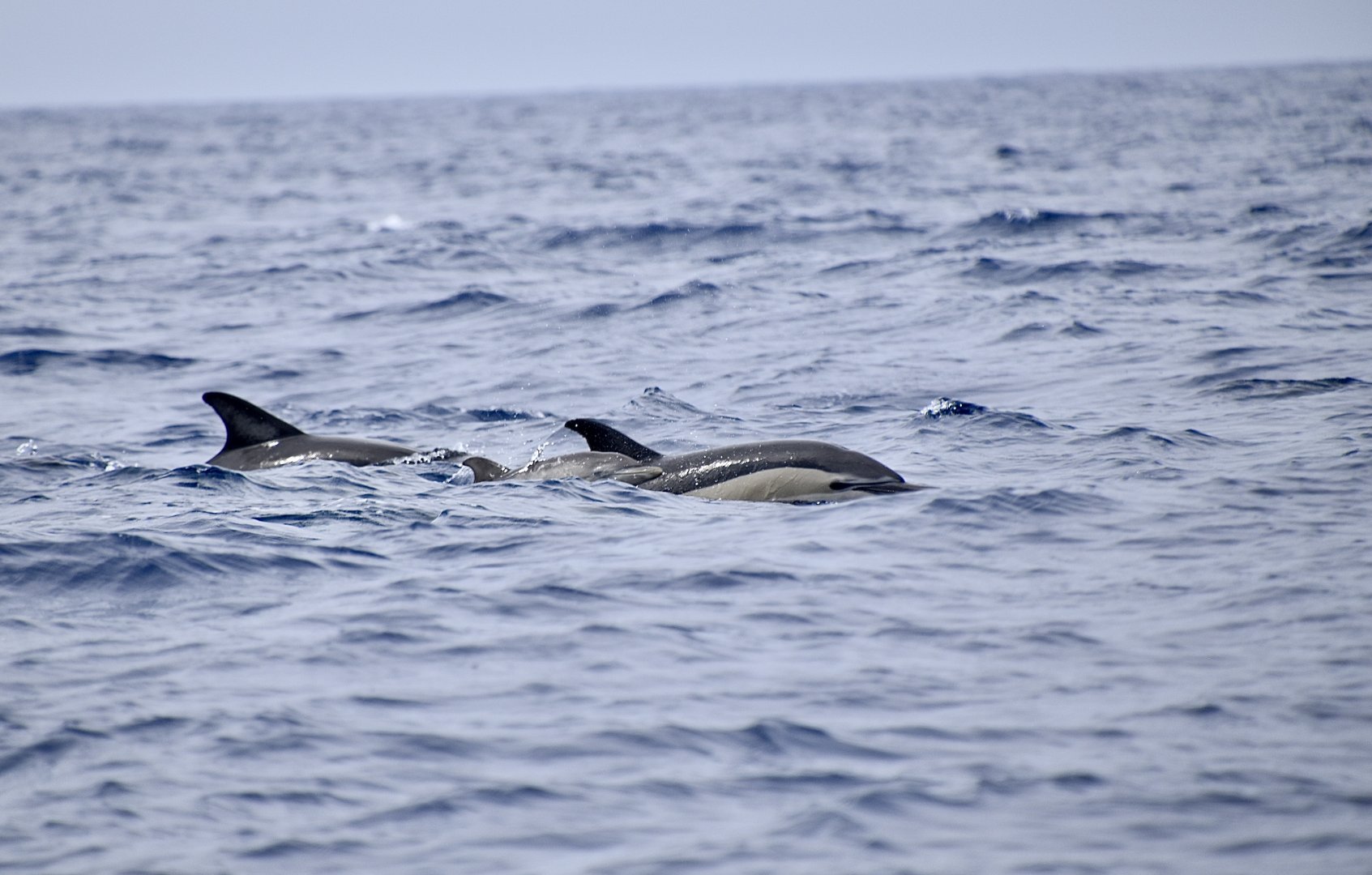 Short-Beaked Common Dolphin (Delphinus delphis) pod with young