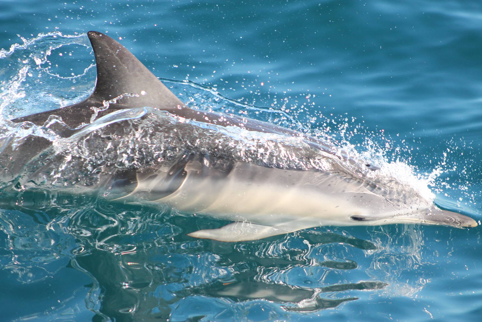 Short-beaked common dolphin (Delphinus delphis)